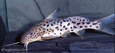 Synodontis courteti