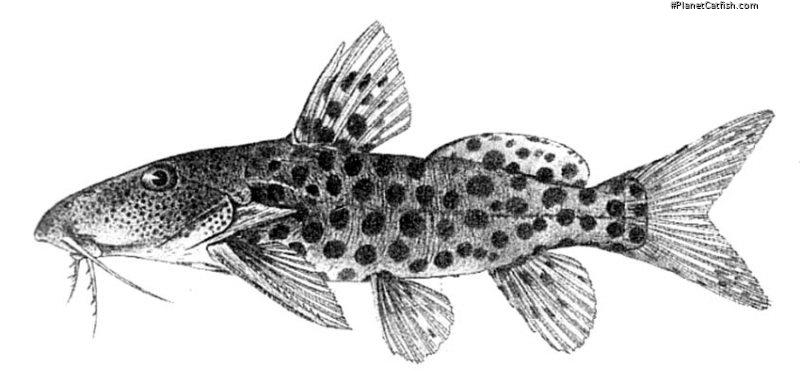 Synodontis courteti
