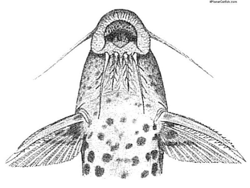Synodontis courteti