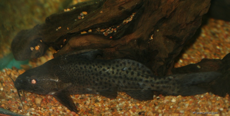 Synodontis courteti