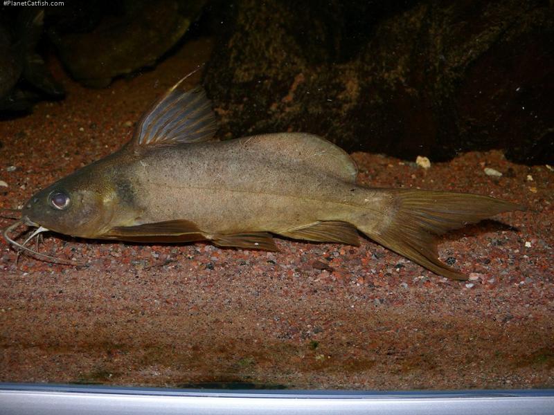Synodontis cuangoanus