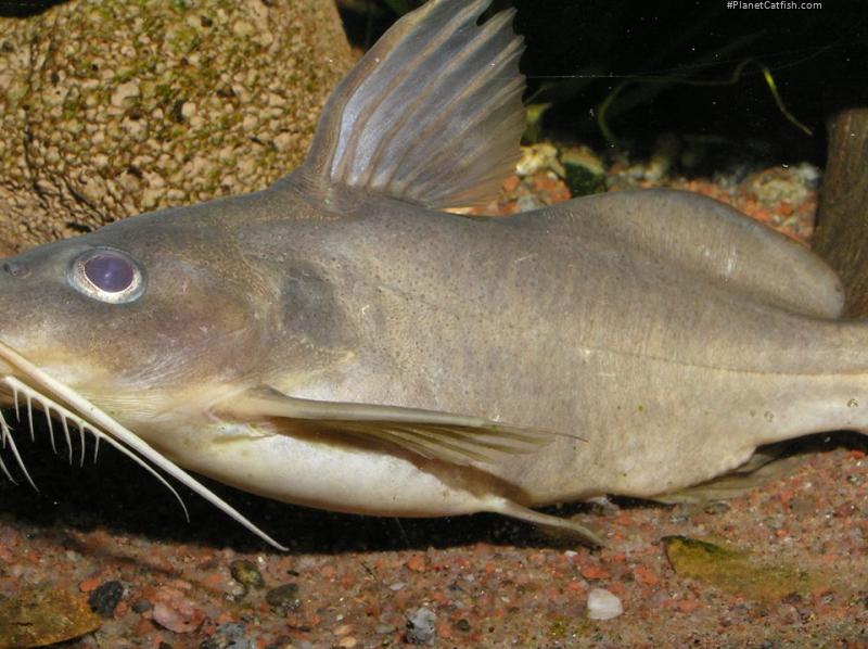 Synodontis cuangoanus