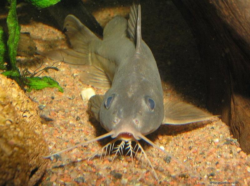 Synodontis cuangoanus