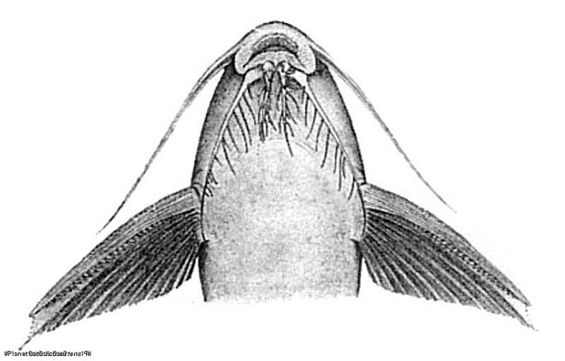 Synodontis cuangoanus