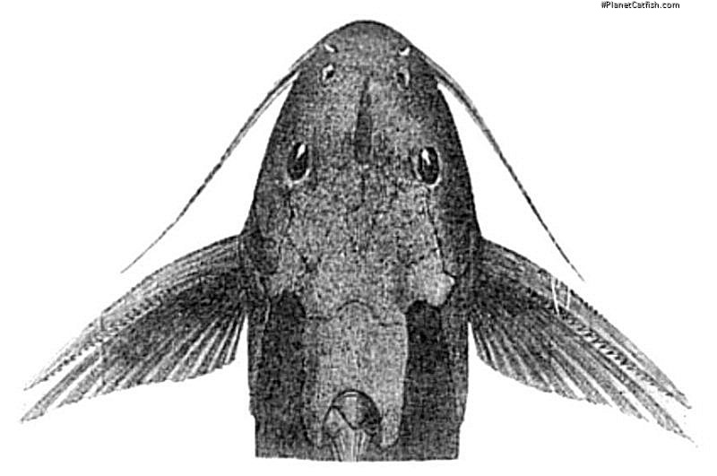 Synodontis cuangoanus