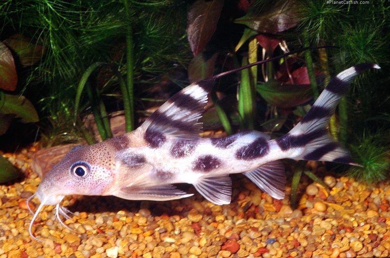 Synodontis decorus