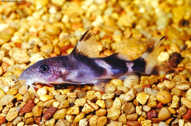 Synodontis decorus