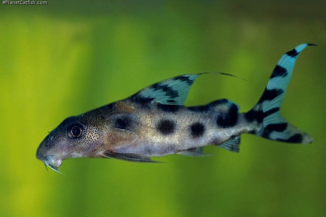 Synodontis decorus