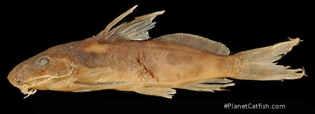 Synodontis depauwi