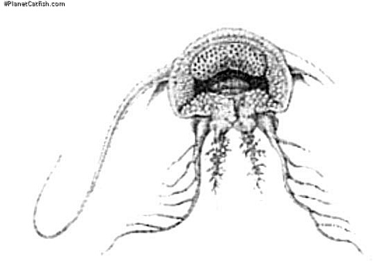 Synodontis depauwi