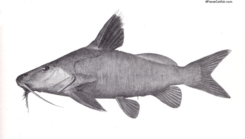 Synodontis dhonti