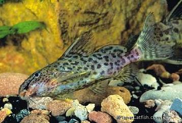 Synodontis dorsomaculatus