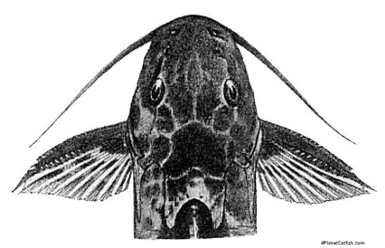 Synodontis dorsomaculatus