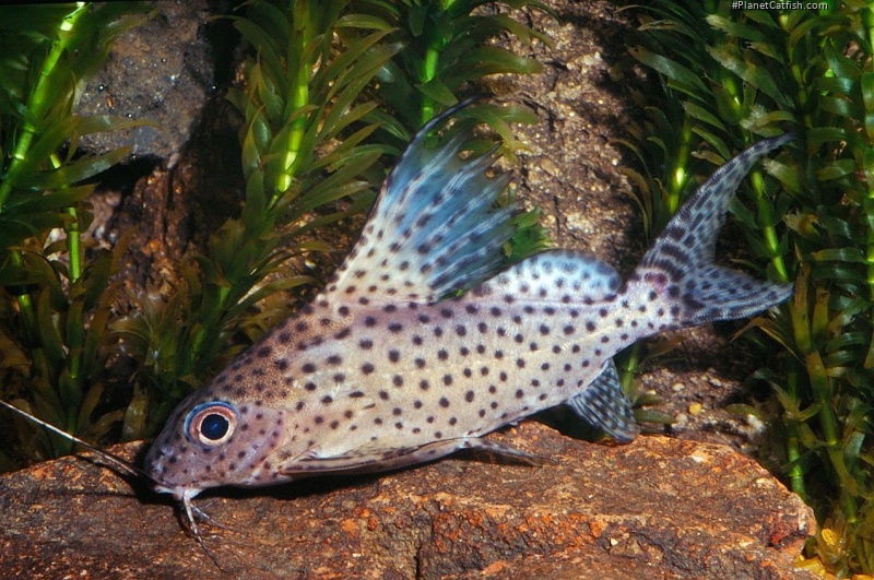 Synodontis eupterus