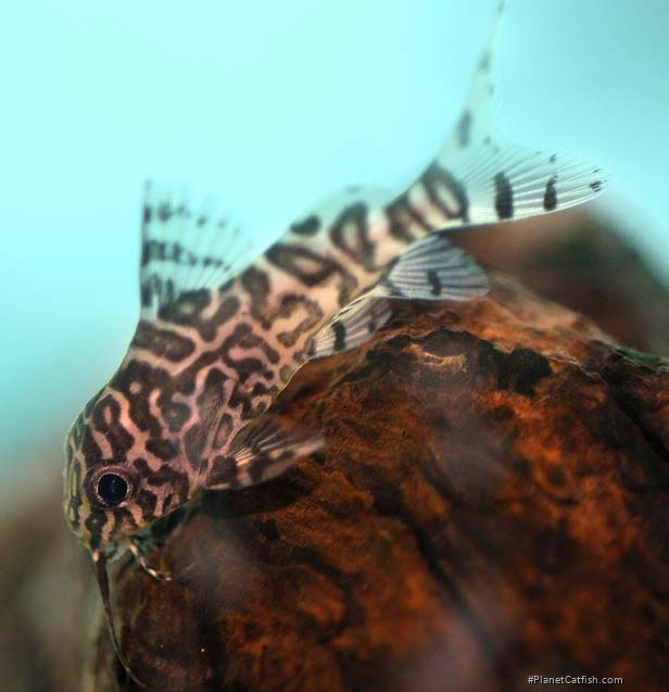 Synodontis eupterus