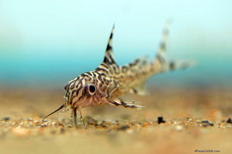 Synodontis eupterus