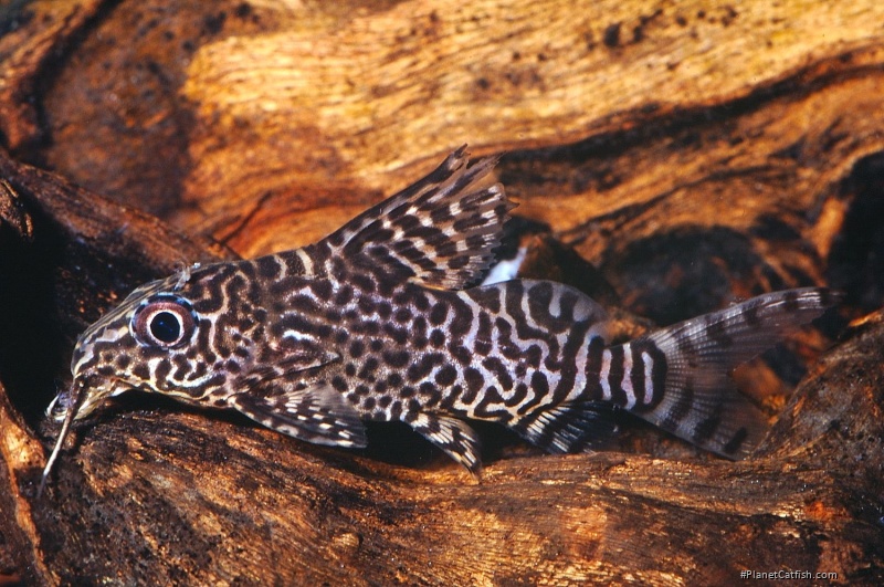 Synodontis eupterus