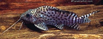 Synodontis eupterus