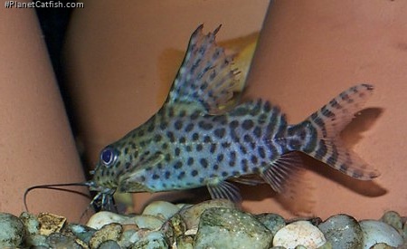 Synodontis eupterus