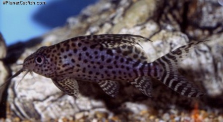 Synodontis eupterus