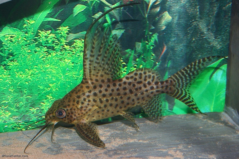 Synodontis eupterus