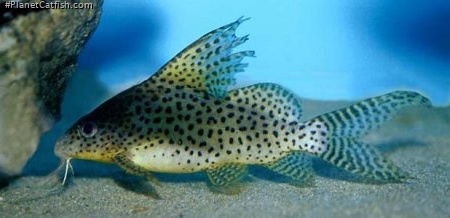 Synodontis eupterus