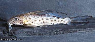 Synodontis filamentosus
