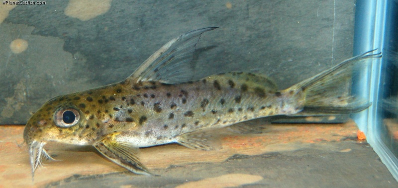 Synodontis filamentosus