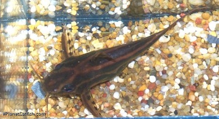 Synodontis flavitaeniatus