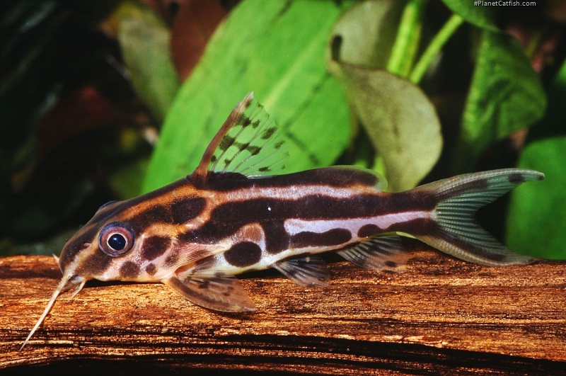 Synodontis flavitaeniatus