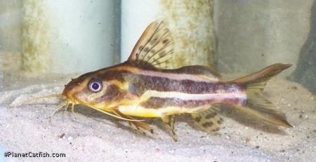 Synodontis flavitaeniatus