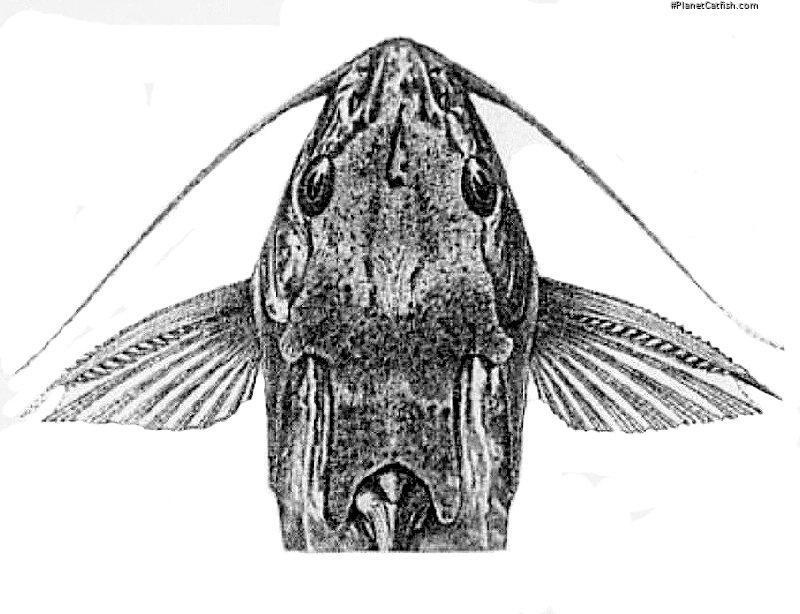 Synodontis fuelleborni