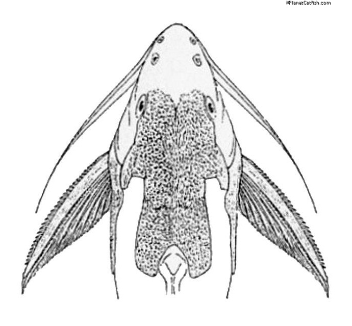 Synodontis geledensis