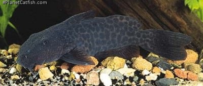 Synodontis gobroni