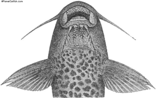 Synodontis gobroni