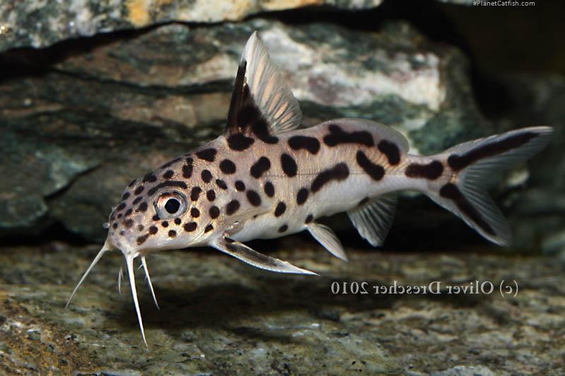 Synodontis grandiops