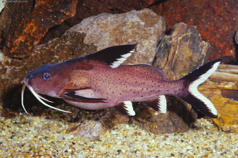 Synodontis granulosus