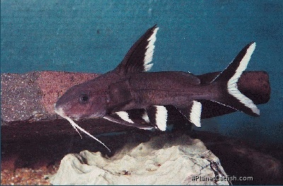 Synodontis granulosus