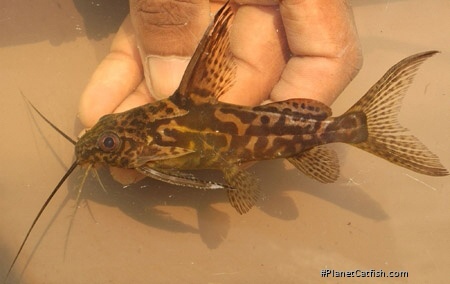 Synodontis greshoffi