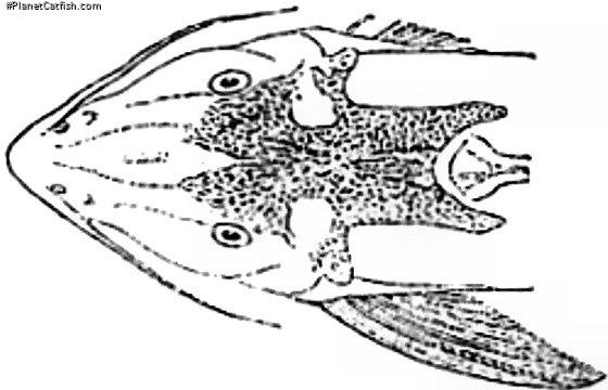 Synodontis guttatus
