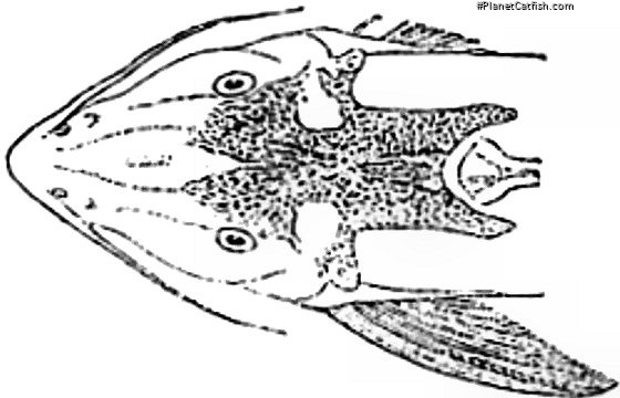 Synodontis guttatus