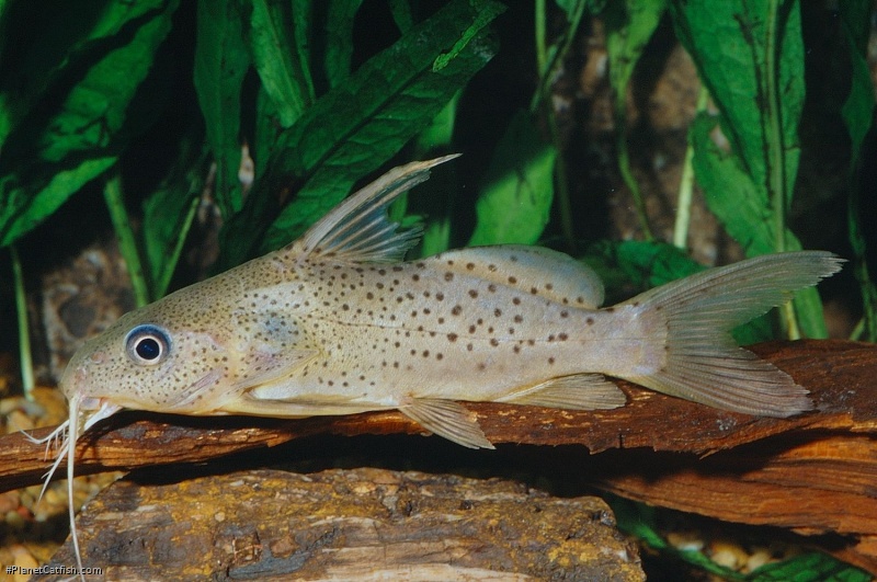 Synodontis haugi