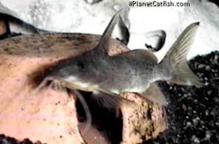 Synodontis haugi