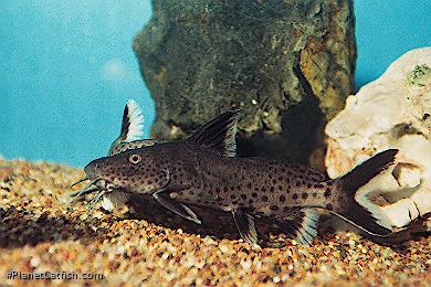 Synodontis irsacae