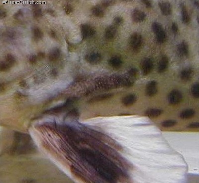 Synodontis irsacae