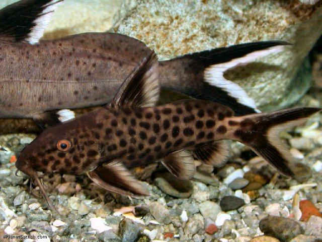 Synodontis irsacae