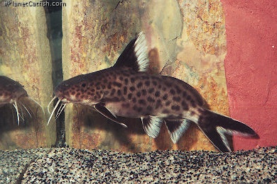 Synodontis irsacae