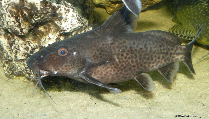 Synodontis irsacae