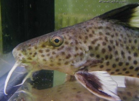 Synodontis irsacae