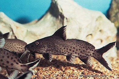 Synodontis irsacae